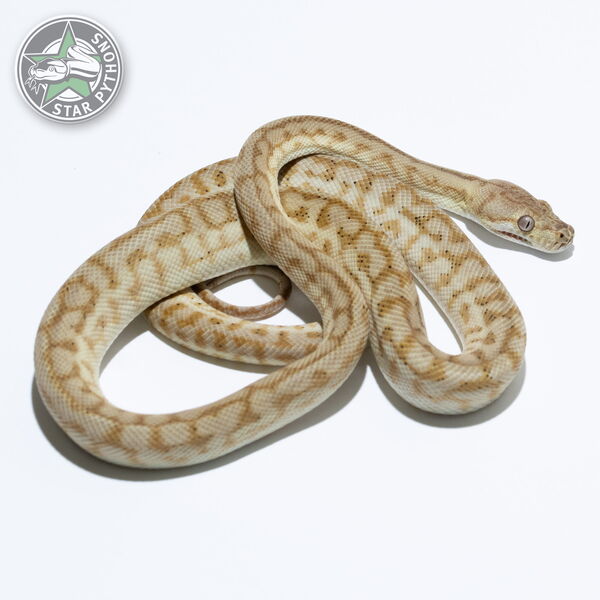 This beautiful female Hypo (pos Super) Zebra Jaguar carpet python with id 24-786 is for sale.