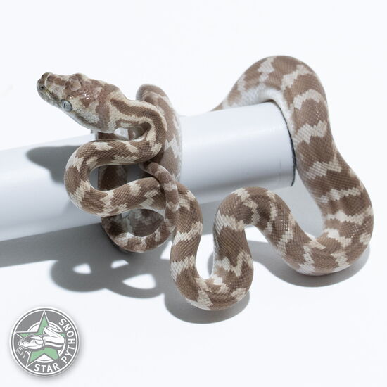 This beautiful male Ghost carpet python with id 24-859 is for sale.