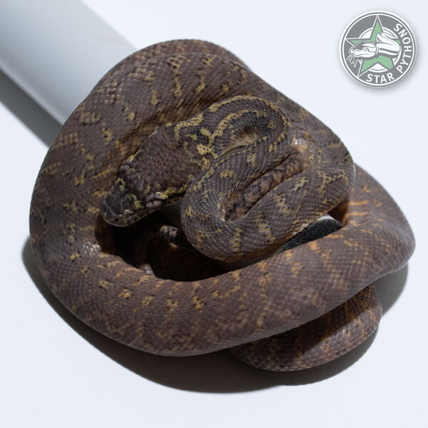 This beautiful female Granite het Albino carpet python with id 25-100 is for sale.