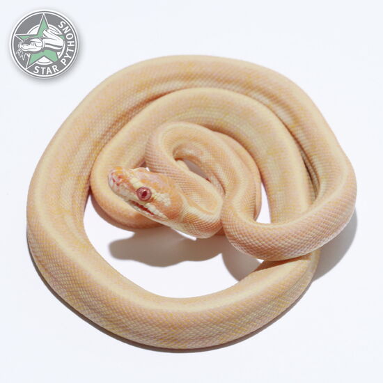 This beautiful female Albino Tiger carpet python with id 25-171 is for sale.