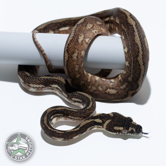Dieses schöne Caramel het Granite Teppichpython (männlich) mit der ID 25-218 ist zu verkaufen.
