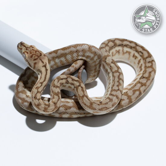 This beautiful female Hypo Zebra Jaguar het Axanthic carpet python with id 25-260 is for sale.