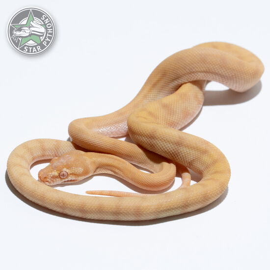This beautiful male Albino (pure Darwin) carpet python with id 25-305 is for sale.