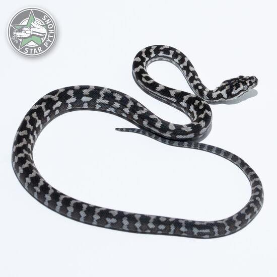 이 아름다운 (Axanthic (male)) 카펫비단뱀(ID: 25-540)이 판매 중입니다.