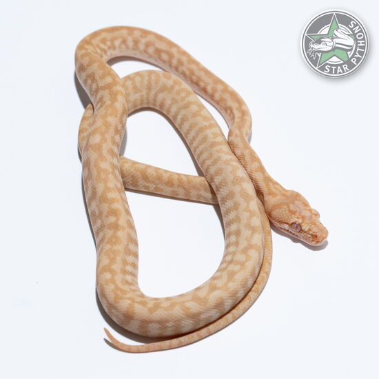 This beautiful female Sunglow Granite het Axanthic carpet python with id 26-056 is for sale.
