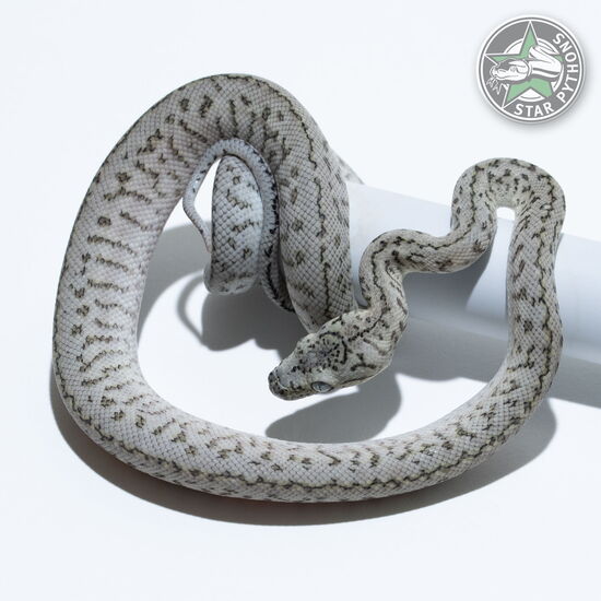 This beautiful female Axanthic Granite Jaguar carpet python with id 26-113 is for sale.