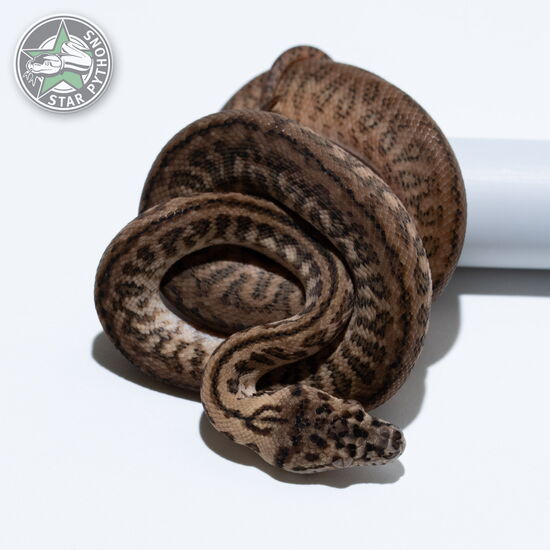 This beautiful male Zebra Jaguar het Albino carpet python with id 26-123 is for sale.