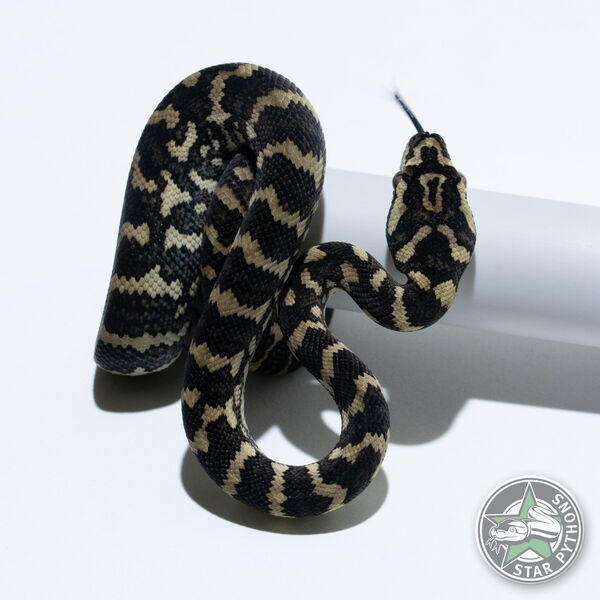 This beautiful male Jungle (100% German Bloodline) carpet python with id 26-164 is for sale.