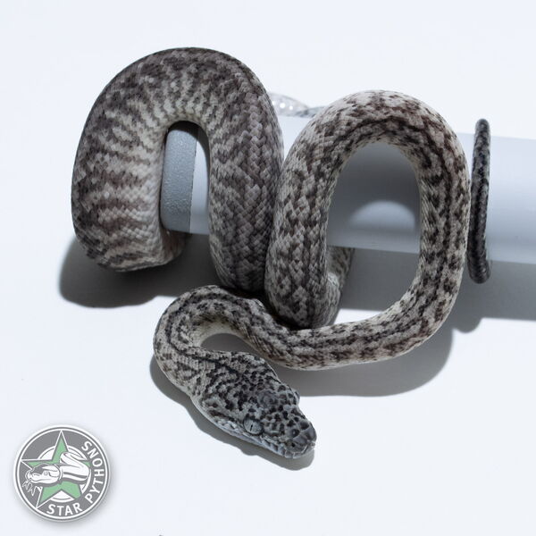 This beautiful female Axanthic Granite (pure IJ) carpet python with id 26-219 is for sale.