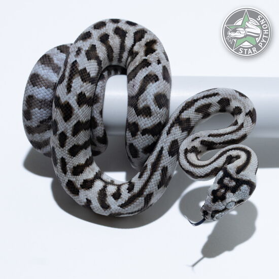 This beautiful male Axanthic Jaguar carpet python with id 26-385 is for sale.