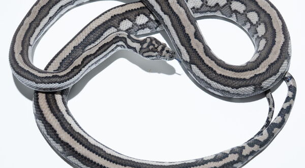 Axanthic Tiger Carpet Python (Morelia spilota mcdowelli) – recessive Axanthic combined with polygenic Tiger striping