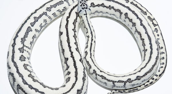 Axanthic Zebra Jaguar Teppichpython Männchen (Morelia spilota), Schlupf 2023 – StarPythons