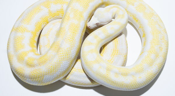 Snow Teppichpython Weibchen (Morelia spilota) – doppelt rezessive Albino-Axanthic-Kombination