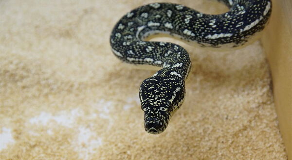 Diamantpython (Morelia spilota spilota) Nachzuchten von StarPythons