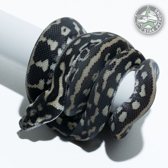 This beautiful female Axanthic het Albino carpet python with id 24-888 is for sale.