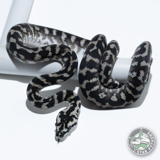 This beautiful female Axanthic het Granite carpet python with id 25-002 is for sale.