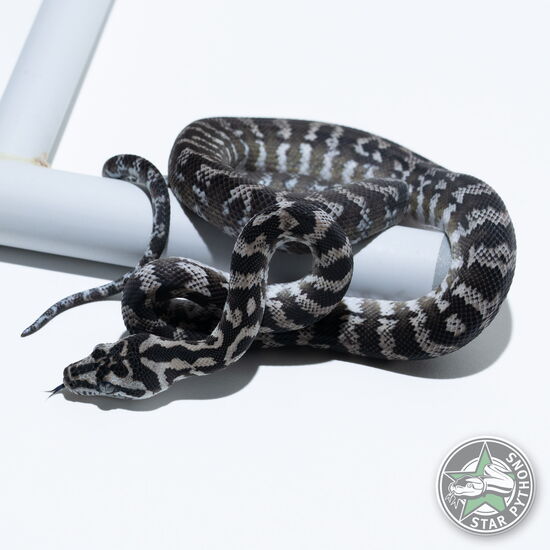 This beautiful male Axanthic het Granite carpet python with id 25-022 is for sale.