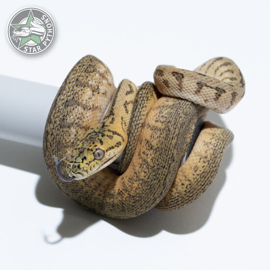 This beautiful female Granite Jaguar het Albino carpet python with id 25-101 is for sale.