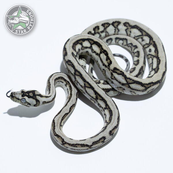 이 아름다운 (Caramel Axanthic Tiger Jaguar (pure Coastal) (female)) 카펫비단뱀(ID: 25-334)이 판매 중입니다.