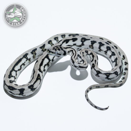 이 아름다운 (Axanthic Jaguar (male)) 카펫비단뱀(ID: 25-340)이 판매 중입니다.