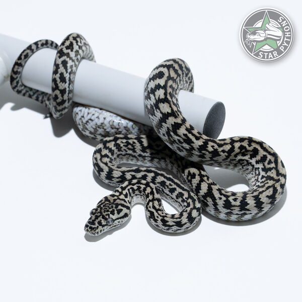 Dieses schöne Axanthic Zebra Teppichpython (weiblich) mit der ID 25-351 ist zu verkaufen.