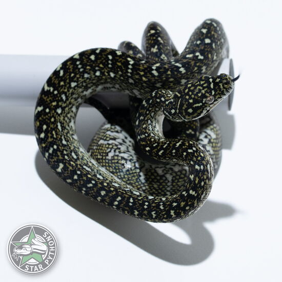 This beautiful female Diamond carpet python with id 25-765 is for sale.