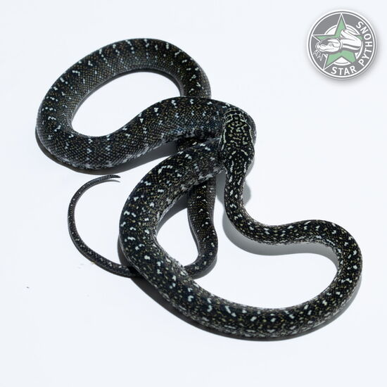 This beautiful female Diamond carpet python with id 25-766 is for sale.