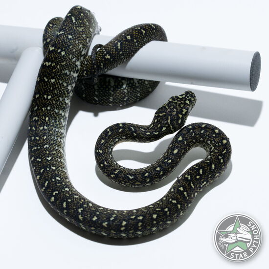 This beautiful female Diamond carpet python with id 25-784 is for sale.