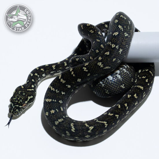 This beautiful female Diamond carpet python with id 25-812 is for sale.