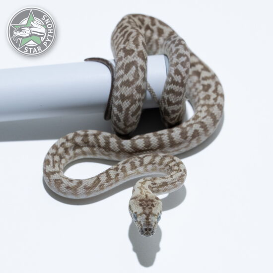 이 아름다운 (Ghost Zebra Jaguar (male)) 카펫비단뱀(ID: 26-266)이 판매 중입니다.