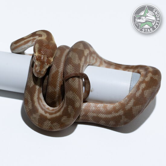 This beautiful female Hypo carpet python with id 26-345 is for sale.