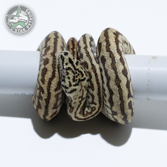 이 아름다운 (Jungle Zebra Jaguar (male)) 카펫비단뱀(ID: 26-364)이 판매 중입니다.