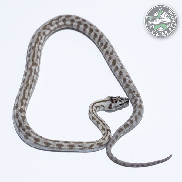 이 아름다운 (Caramel Axanthic Jaguar (male)) 카펫비단뱀(ID: 26-425)이 판매 중입니다.