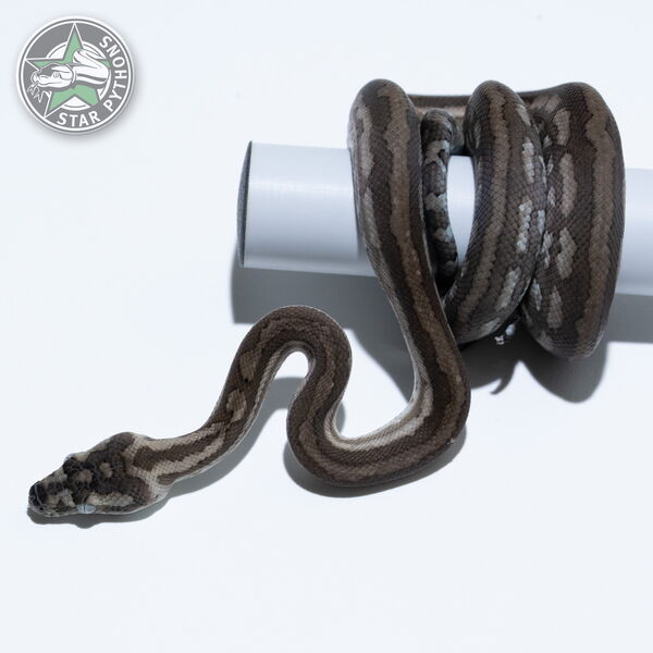 이 아름다운 (Caramel Axanthic Tiger (Female)) 카펫비단뱀(ID: 26-513)이 판매 중입니다.