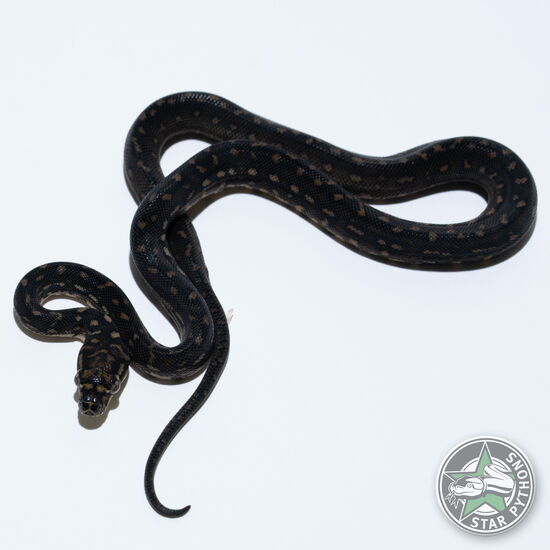 This beautiful female Diamond carpet python with id 26-597 is for sale.