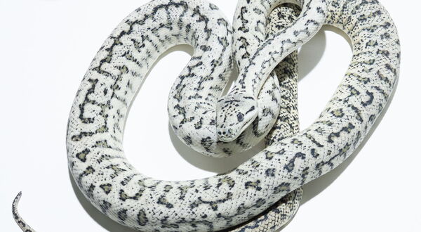 Axanthic Granite Jaguar Teppichpython (Morelia spilota) – Designerkombination aus Axanthic und Granite (M. s. harrisoni) mit Jaguar (M. s. mcdowelli)