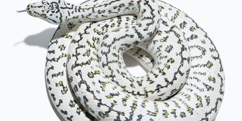 Axanthic Granite Jaguar Teppichpython – Farbmorphen