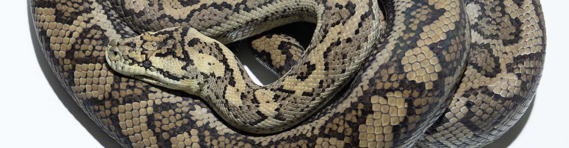 Hypo Teppichpython (Morelia spilota mcdowelli) – reiner Coastal hypomelanistischer Morph mit reduzierter Dunkelpigmentierung