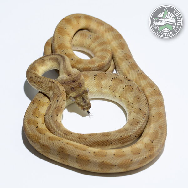 This beautiful male Hypo Jaguar (pure Coastal) carpet python with id 23-336 is for sale.