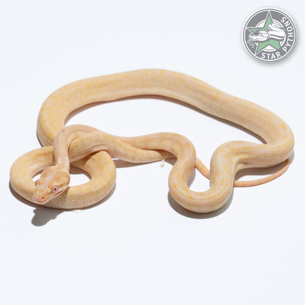 이 아름다운 (Albino (female)) 카펫비단뱀(ID: 24-168)이 판매 중입니다.