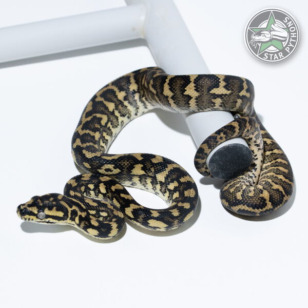 This beautiful female Jungle (50% German Bloodline) carpet python with id 24-394 is for sale.