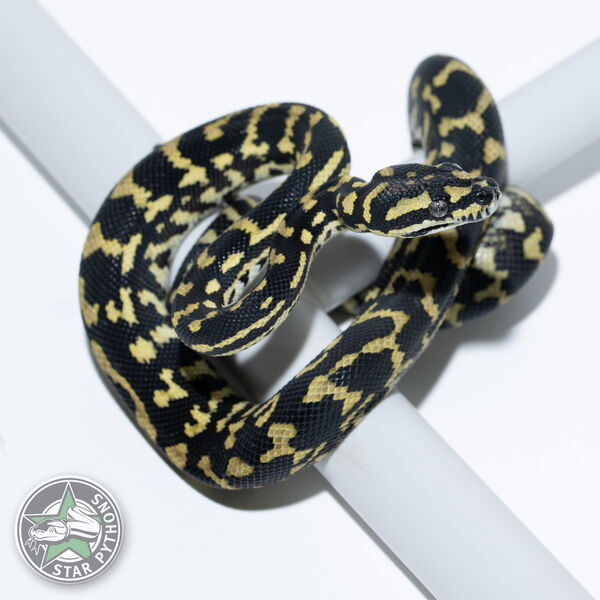 This beautiful male Jungle (100% German Bloodline) carpet python with id 24-643 is for sale.