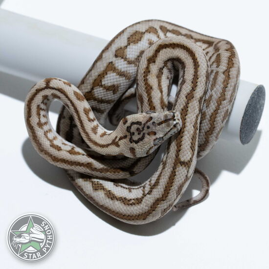 This beautiful female Hypo Zebra Jaguar carpet python with id 24-783 is for sale.