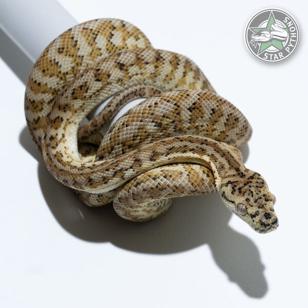 Dieses schöne Hypo Caramel Zebra het Axanthic Teppichpython (weiblich) mit der ID 24-861 ist zu verkaufen.