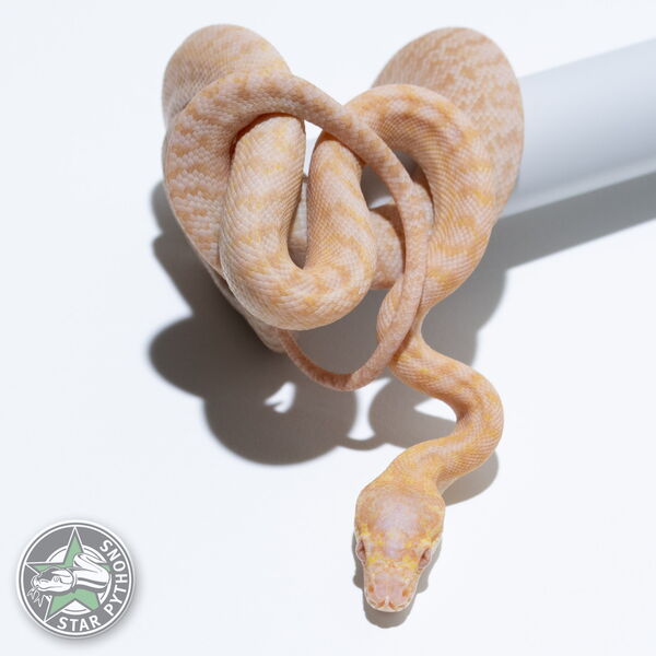 This beautiful female Albino Granite carpet python with id 25-090 is for sale.