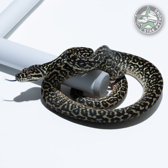 This beautiful male Zebra het Albino carpet python with id 25-176 is for sale.
