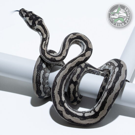 Dieses schöne Caramel Axanthic Tiger (pure Coastal) Teppichpython (weiblich) mit der ID 25-551 ist zu verkaufen.