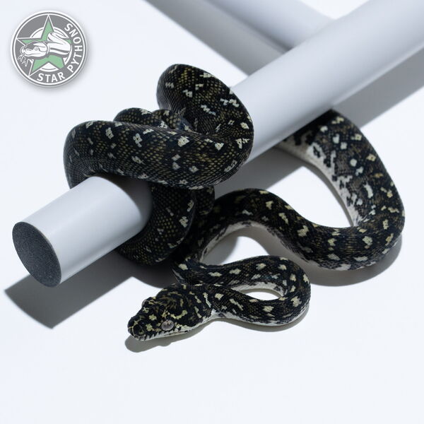 This beautiful female Diamond carpet python with id 25-630 is for sale.