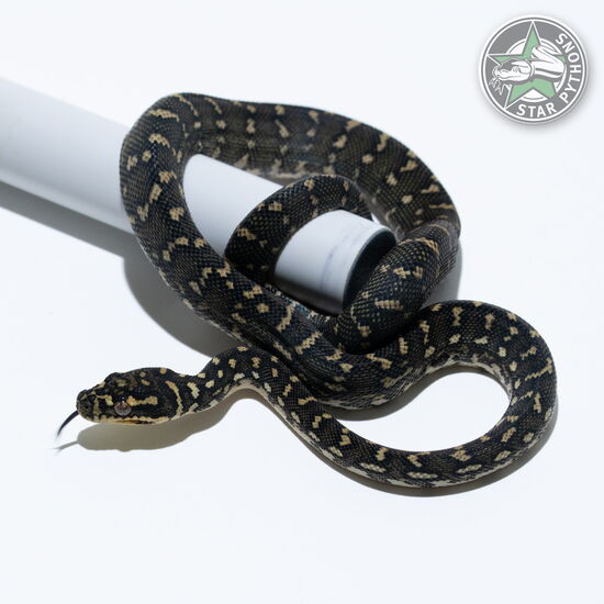 This beautiful female Diamond carpet python with id 25-814 is for sale.