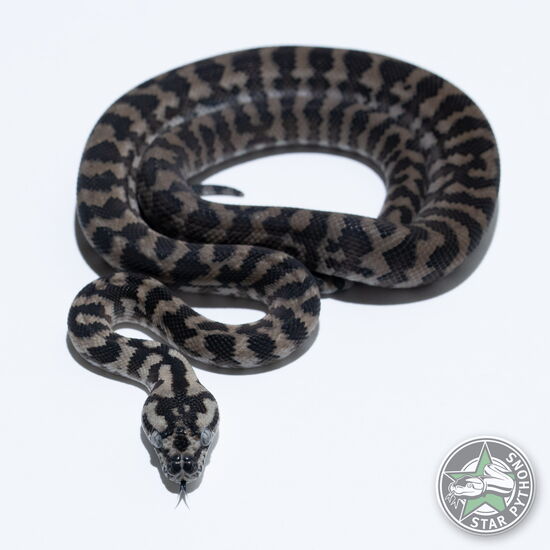 This beautiful female Axanthic het Granite (pure IJ) carpet python with id 26-010 is for sale.